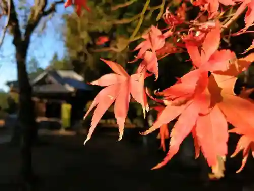 伏木香取神社の自然