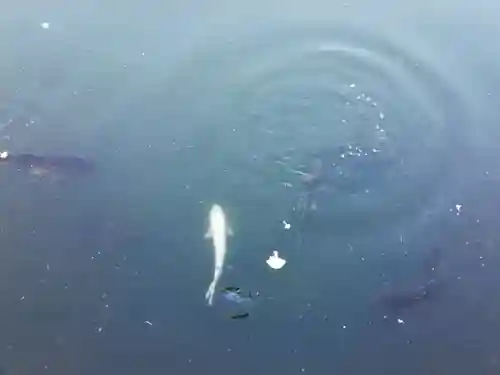 上原寺別院　祈誓結社の動物