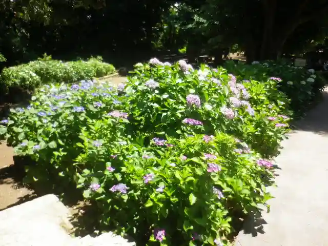 葛原岡神社の自然