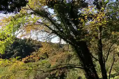 猫稲荷神社の自然