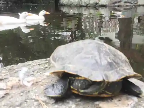 平塚八幡宮の動物
