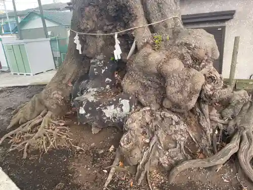 浅間神社 （久保）の自然