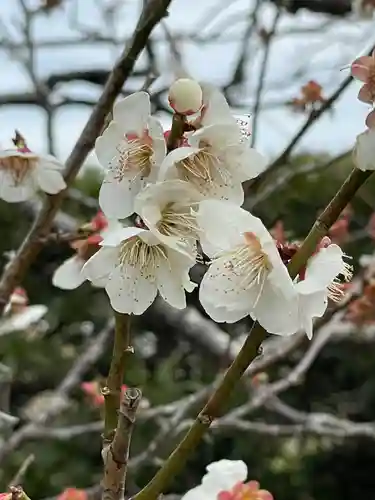 櫻井子安神社の自然