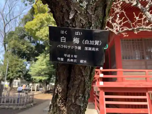 村富神社の自然