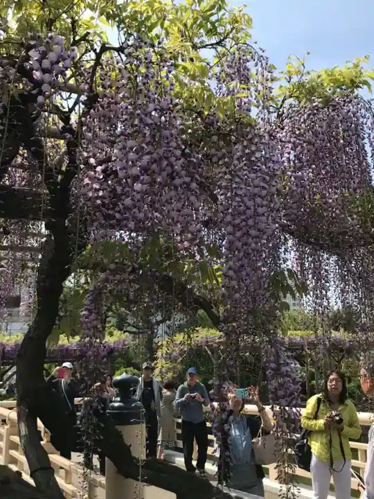 亀戸天神社の庭園