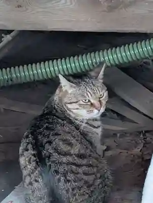 白幡八幡神社(神奈川県)