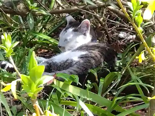 御誕生寺（猫寺）の動物