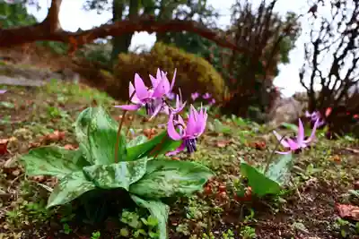 三春大神宮の自然