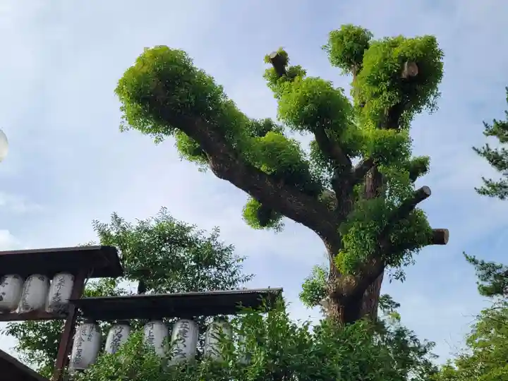 若宮八幡宮(陶器神社)の自然
