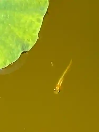 妙蓮寺(神奈川県)