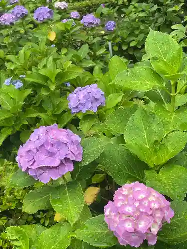 白山神社(東京都)