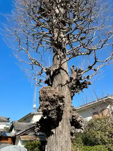 本榮寺（本栄寺）の自然
