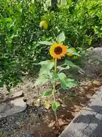 宇賀神社の自然