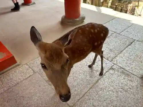 氷室神社(奈良県)