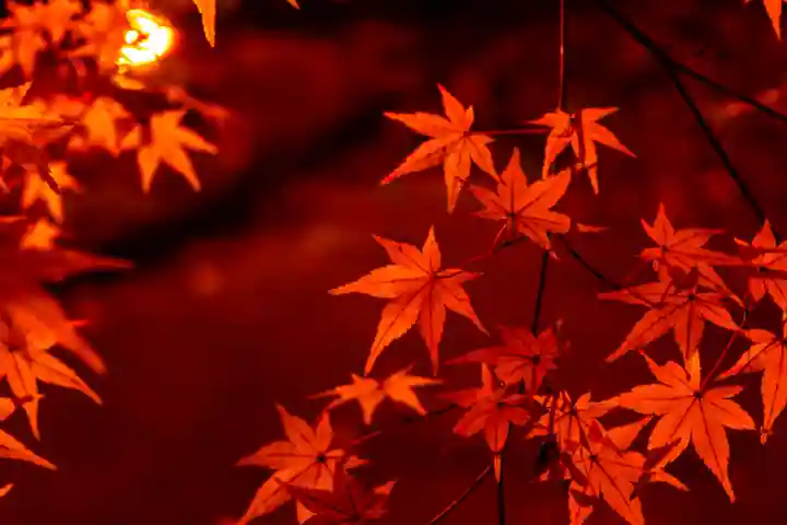 北野天満宮(京都府)