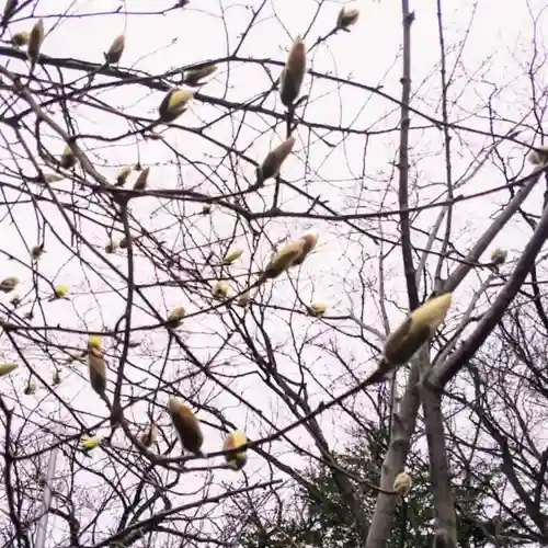 彌彦神社　(伊夜日子神社)の自然