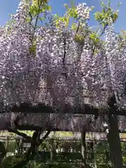 亀戸天神社の庭園