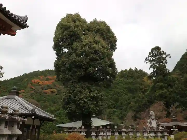 南法華寺(壷阪寺)の自然