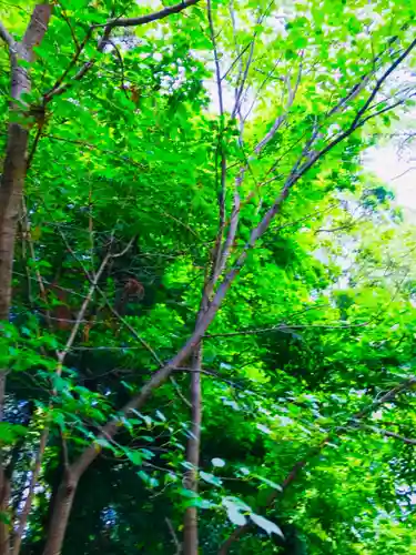 星宮神社の自然