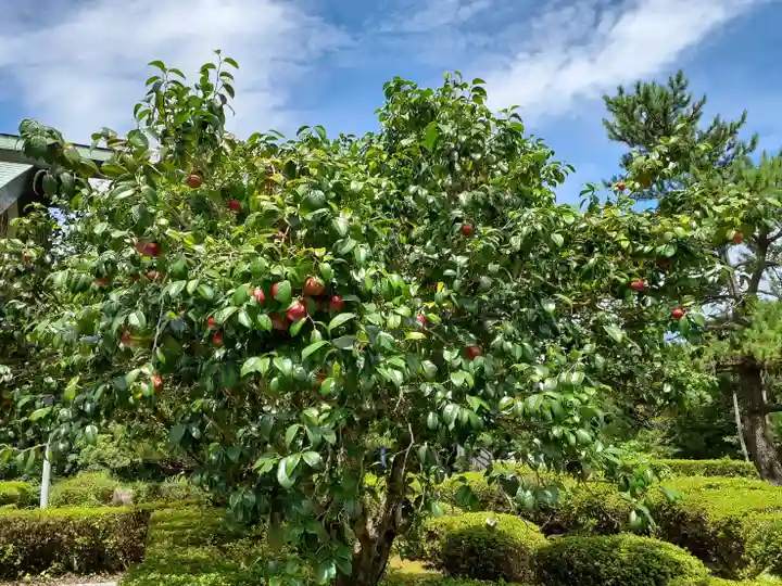 屋久島大社の自然