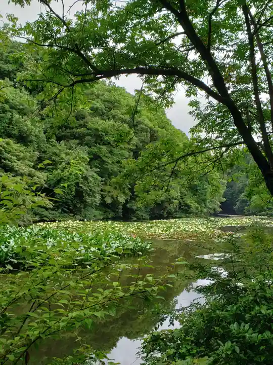 明治神宮の自然