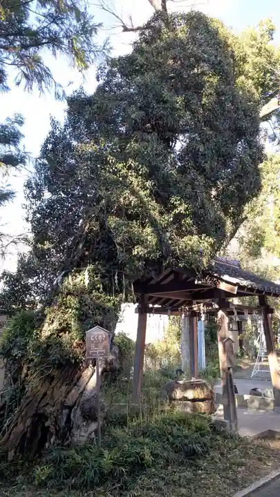 許波多神社(五ケ庄鎮座)の自然