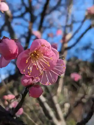 寒川神社(神奈川県)