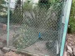 進雄神社の動物