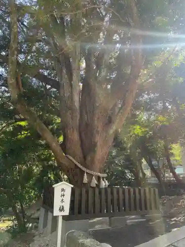 安房神社(千葉県)