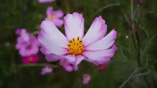 般若寺 ❁﻿コスモス寺❁(奈良県)