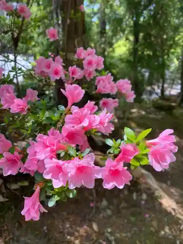 曼殊院門跡の自然