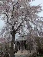 圓照寺(東京都)
