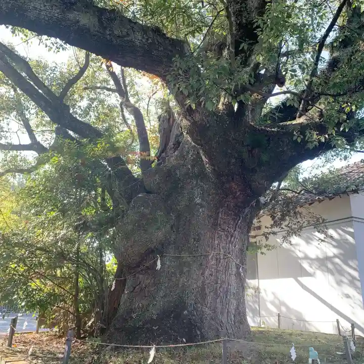 闘鶏神社(和歌山県)