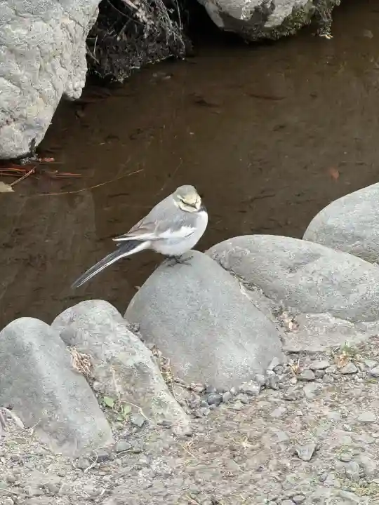 深大寺の{uncategorized: "未分類", other: "その他", undefined: "問題あり", building: "その他建物", grave: "お墓", sacred_gate: "鳥居", guardian: "狛犬", statue: "像", buddha: "仏像", history: "歴史", nature: "自然", garden: "庭園", animal: "動物", pagoda: "塔", temizu: "手水舎", mountain_gate: "山門・神門", sanctuary: "本殿・本堂", subordinate: "末社・摂社", art: "芸術", scenery: "景色", jizo: "地蔵", ema: "絵馬", goshuin: "御朱印", omikuji: "おみくじ", items: "授与品その他", amulet: "お守り", goshuincho: "御朱印帳", eats: "食事", festival: "お祭り", votive_dance: "神楽", shichigosan: "七五三参", wedding: "結婚式", experience: "体験その他", initially: "初詣", around: "周辺", anti_infection: "感染症対策"}