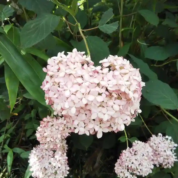 磯山神社の自然