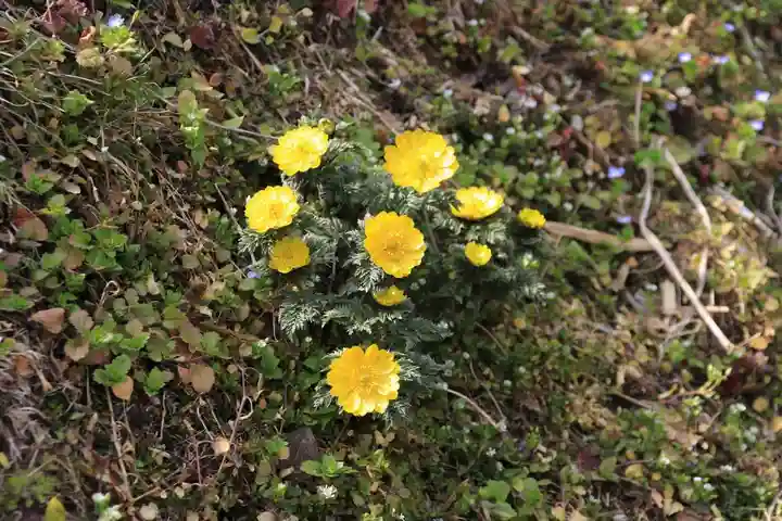正観音堂の自然