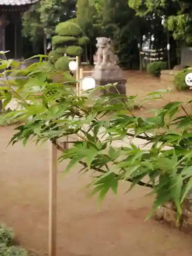 伏木香取神社の自然