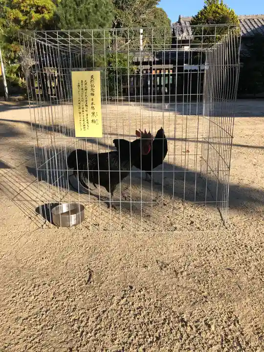 玉祖神社の動物