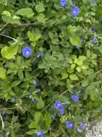 斎場御嶽(沖縄県)