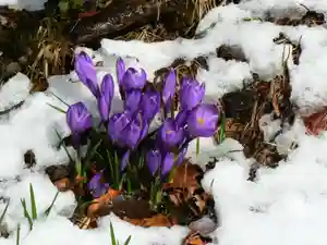 留辺蘂神社の自然(2024年04月11日(木) 22時02分30秒投稿)