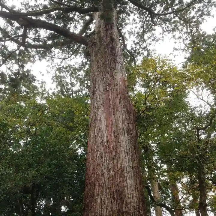 鹿島神宮の自然