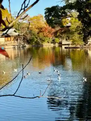 鶴岡八幡宮の動物