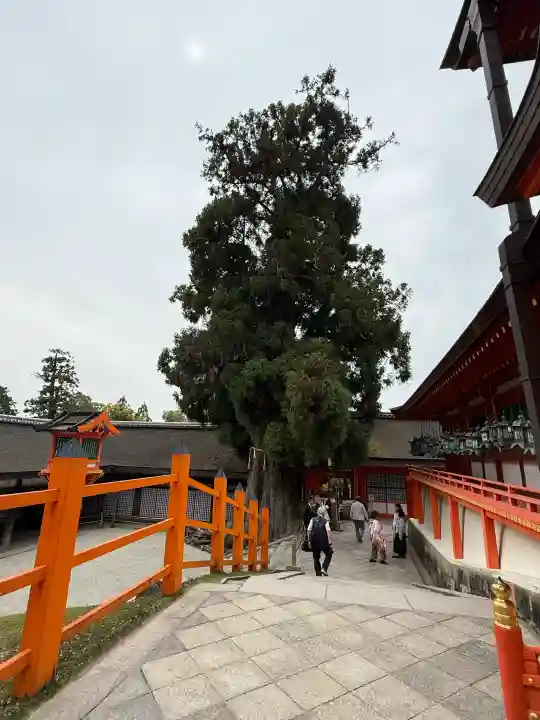 春日大社の{uncategorized: "未分類", other: "その他", undefined: "問題あり", building: "その他建物", grave: "お墓", sacred_gate: "鳥居", guardian: "狛犬", statue: "像", buddha: "仏像", history: "歴史", nature: "自然", garden: "庭園", animal: "動物", pagoda: "塔", temizu: "手水舎", mountain_gate: "山門・神門", sanctuary: "本殿・本堂", subordinate: "末社・摂社", art: "芸術", scenery: "景色", jizo: "地蔵", ema: "絵馬", goshuin: "御朱印", omikuji: "おみくじ", items: "授与品その他", amulet: "お守り", goshuincho: "御朱印帳", eats: "食事", festival: "お祭り", votive_dance: "神楽", shichigosan: "七五三参", wedding: "結婚式", experience: "体験その他", initially: "初詣", around: "周辺", anti_infection: "感染症対策"}