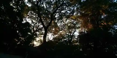 賀茂御祖神社（下鴨神社）の自然