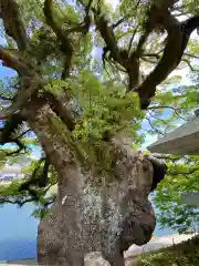 與止日女神社の自然