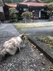 松山神社の動物