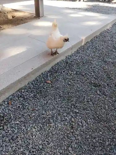 高屋敷稲荷神社(福島県)
