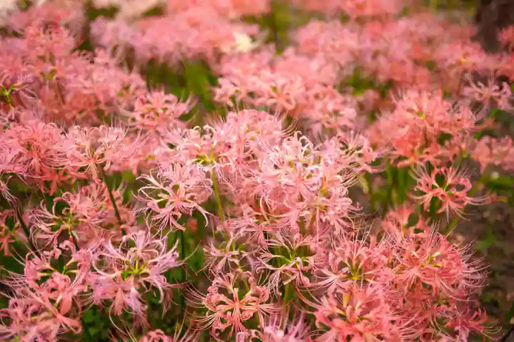 横浜 西方寺の自然