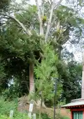 三芳野神社の自然