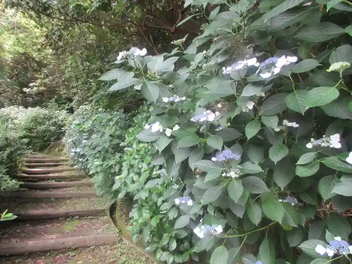 安國論寺(安国論寺)の自然